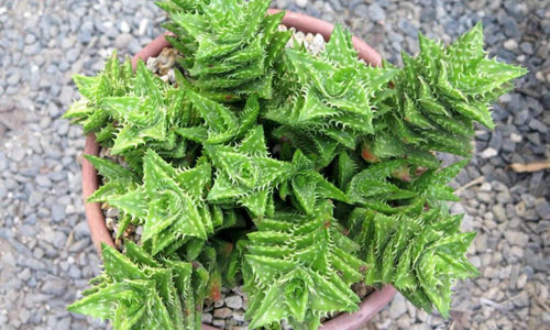Aloe Juvenna