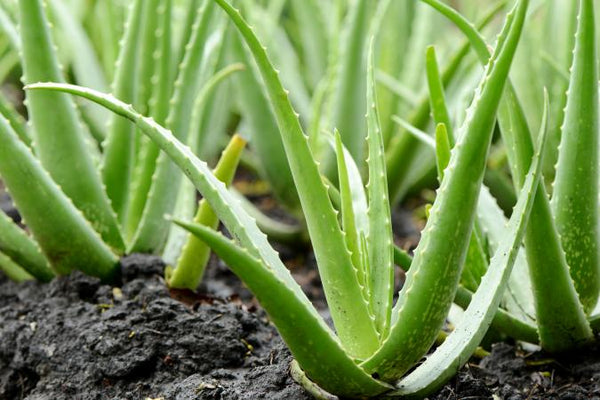 Aloe Vera Succulent