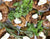 Organic Boiled Roasted Potatoes with Butter&Herbs