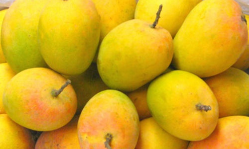 Organic Badami Mango