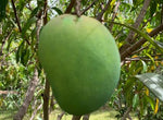 Organic Mango Alphonso big (each around 250g-300g)