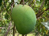 Organic Mango Alphonso big (each around 250g-300g)