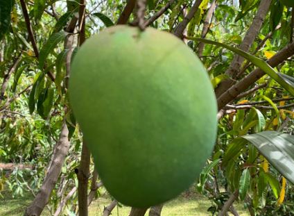 Organic Mango Alphonso big (each around 250g-300g)