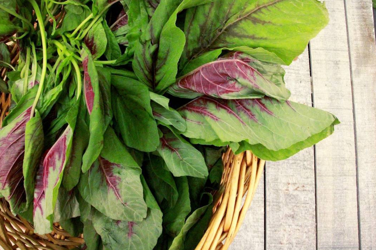 Organic Amaranthus Green-Offer – GreenDNA® India