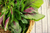 Organic Amaranthus Green-Offer