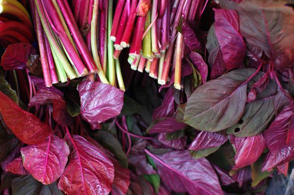 Organic Amaranth Stem