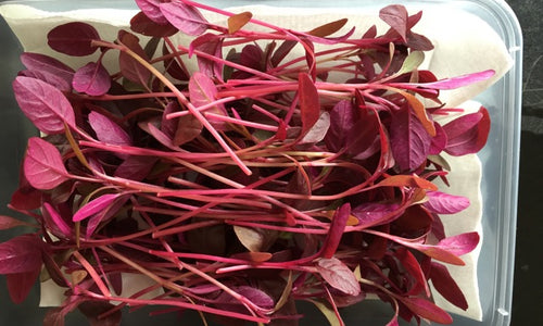 Organic Baby Red Amaranth Leaf