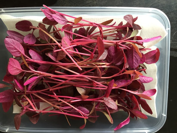 Organic Baby Red Amaranth Leaf