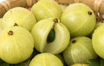 Organic Gooseberry / Amla-Offer