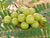 Organic Gooseberry / Amla