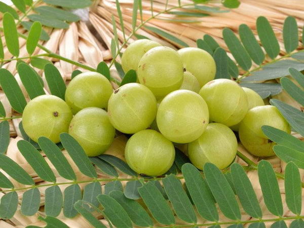 Organic Gooseberry / Amla