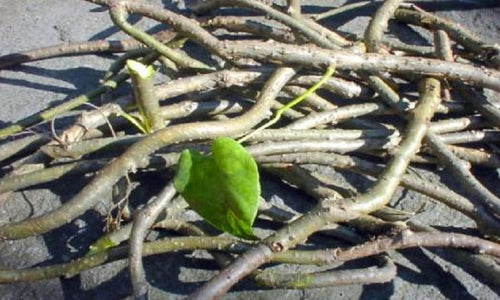 Organic Neem Giloy / Amrutaballi