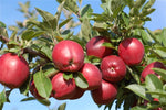 Organic Apple Royal Delicious