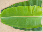 Organic Banana Leaf (pack of 5)