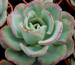 Echeveria Atlantis