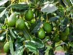 Organic Avocado