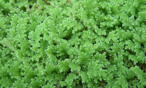 Azolla Plant