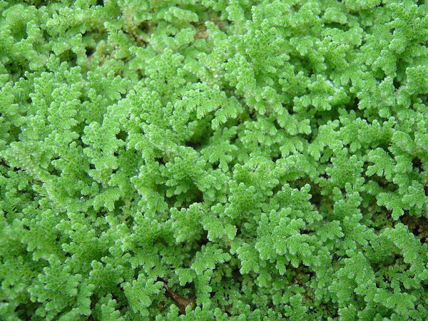 Azolla Plant