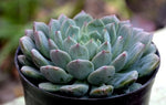 Echeveria Azulita