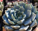 Echeveria Azulita