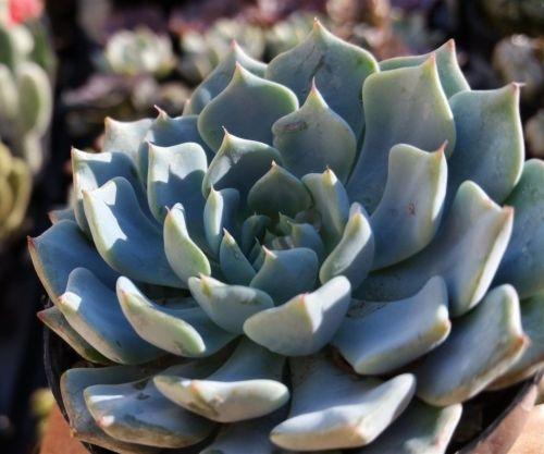 Echeveria Azulita