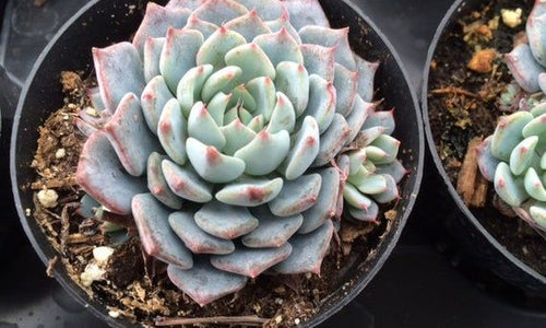 Echeveria Azulita