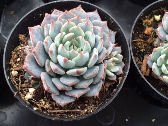 azulita succulent Echeveria Azulita – GreenDNA® India