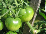 Organic Green tomato