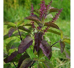 Organic Black Tulsi