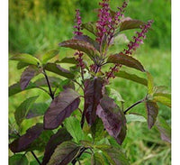Organic Black Tulsi