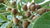Natural Baheda /Terminalia Bellirica/Myrobalan Raw Herbs