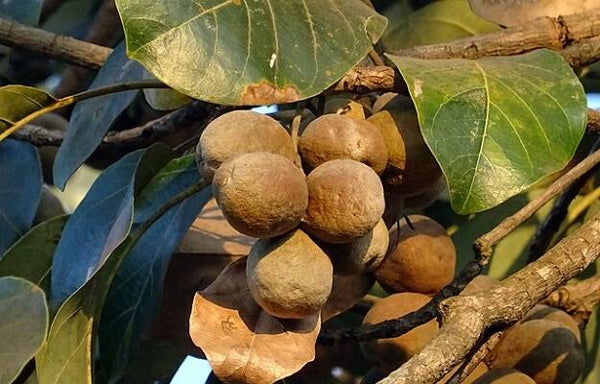 Natural Baheda /Terminalia Bellirica/Myrobalan Raw Herbs