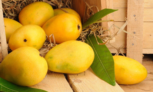 Organic Mango Benishan (Banganapalli)Small