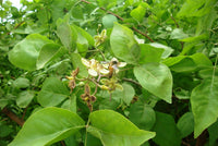Organic Bale Leaves (Balepatra)