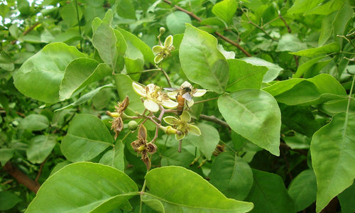 Organic Bale Leaves (Balepatra)
