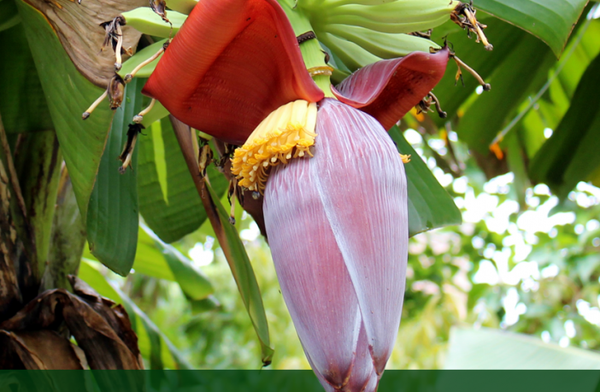 Organic Banana Flower