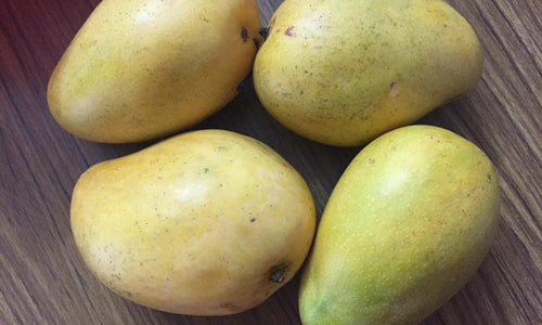 Organic Mango Benishan  (Banganapalli)