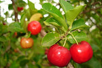 Organic Barbados cherry