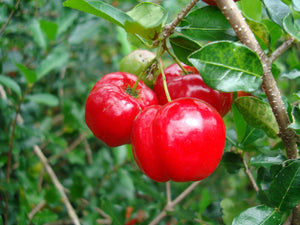 Organic Barbados cherry