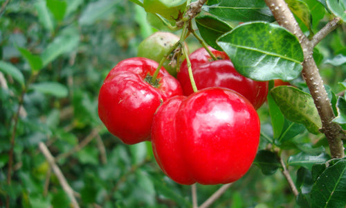 Organic Barbados cherry