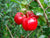 Organic Barbados cherry