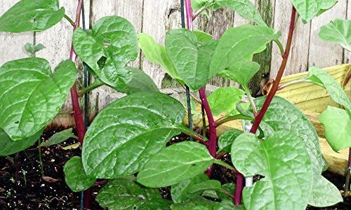 Organic Basale / Malabar leaf