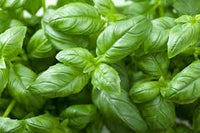 Organic Italian Sweet Basil