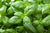 Organic Italian Sweet Basil