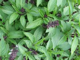 Organic Basil Leaf