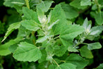 Organic Bathua (Chakotha) leaves