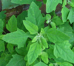 Organic Bathua (Chakotha) leaves