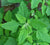 Organic Bathua (Chakotha) leaves