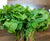 Organic Bathua (Chakotha) leaves