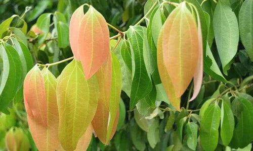 Organic Fresh Bay Leaf (Tej Patta)